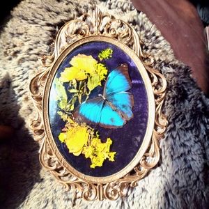 Real Blue Morpho display in convex glass frame